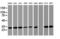 Proteasome subunit alpha type-4 antibody, LS-C173611, Lifespan Biosciences, Western Blot image 