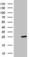 Protein BEX2 antibody, CF811154, Origene, Western Blot image 