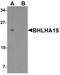 Class A basic helix-loop-helix protein 15 antibody, TA326672, Origene, Western Blot image 