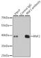 RING1b antibody, 19-735, ProSci, Immunoprecipitation image 