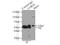 Cerebellar degeneration-related protein 2-like antibody, 14563-1-AP, Proteintech Group, Immunoprecipitation image 