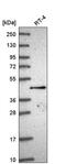 Solute Carrier Family 35 Member F2 antibody, PA5-65636, Invitrogen Antibodies, Western Blot image 