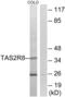 Taste 2 Receptor Member 8 antibody, abx015486, Abbexa, Western Blot image 