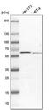 Granulin Precursor antibody, HPA008763, Atlas Antibodies, Western Blot image 