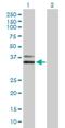 Polycomb group RING finger protein 6 antibody, H00084108-B01P, Novus Biologicals, Western Blot image 