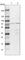 Chloride Voltage-Gated Channel 3 antibody, HPA044723, Atlas Antibodies, Western Blot image 