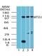 Metastasis suppressor protein 1 antibody, TA337043, Origene, Western Blot image 