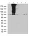 G Protein-Coupled Receptor 83 antibody, CF811614, Origene, Western Blot image 