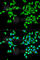 CES2 antibody, A1514, ABclonal Technology, Immunofluorescence image 