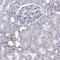 LIM Homeobox 1 antibody, NBP2-68955, Novus Biologicals, Immunohistochemistry frozen image 