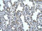 Pannexin 1 antibody, ARP42783_P050, Aviva Systems Biology, Immunohistochemistry frozen image 