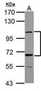 ADAM Metallopeptidase With Thrombospondin Type 1 Motif 5 antibody, PA5-27165, Invitrogen Antibodies, Western Blot image 