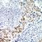 Ubiquitin C antibody, LS-C667678, Lifespan Biosciences, Immunohistochemistry paraffin image 
