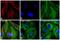 Rabbit IgG antibody, A-11011, Invitrogen Antibodies, Immunofluorescence image 