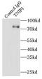 NAF-1 antibody, FNab08831, FineTest, Immunoprecipitation image 