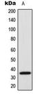 Serine/arginine-rich splicing factor 7 antibody, LS-C354076, Lifespan Biosciences, Western Blot image 