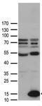 C-C Motif Chemokine Ligand 27 antibody, LS-C796563, Lifespan Biosciences, Western Blot image 