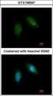 Calpain 5 antibody, GTX108347, GeneTex, Immunocytochemistry image 