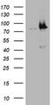 Nibrin antibody, TA801427BM, Origene, Western Blot image 