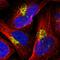 Ribosomal Protein L12 antibody, HPA003403, Atlas Antibodies, Immunofluorescence image 