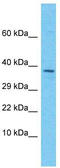 EGF Like, Fibronectin Type III And Laminin G Domains antibody, TA337598, Origene, Western Blot image 