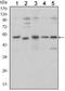 SMAD Family Member 5 antibody, NBP2-37648, Novus Biologicals, Western Blot image 