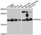 Ribosomal Protein S24 antibody, abx126497, Abbexa, Western Blot image 