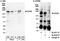 Eukaryotic translation initiation factor 2-alpha kinase 4 antibody, A300-555A, Bethyl Labs, Western Blot image 