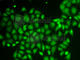 Aldo-Keto Reductase Family 1 Member A1 antibody, A1068, ABclonal Technology, Immunofluorescence image 