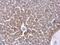 Ceruloplasmin antibody, GTX101231, GeneTex, Immunohistochemistry paraffin image 