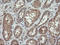 Ras Homolog Family Member J antibody, LS-C174344, Lifespan Biosciences, Immunohistochemistry frozen image 