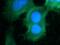 Regulator of G-protein signaling 4 antibody, 14530-1-AP, Proteintech Group, Immunofluorescence image 