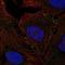 Vascular Cell Adhesion Molecule 1 antibody, HPA069867, Atlas Antibodies, Immunocytochemistry image 