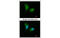 Proteasome 20S alpha 2 antibody, MBS837464, MyBioSource, Immunofluorescence image 
