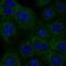 Isocitrate Dehydrogenase (NADP(+)) 1, Cytosolic antibody, AMAb90578, Atlas Antibodies, Immunocytochemistry image 