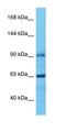 E2F Transcription Factor 8 antibody, orb331437, Biorbyt, Western Blot image 