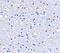  antibody, 4393, ProSci Inc, Western Blot image 