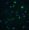 CD81 Molecule antibody, 5195, ProSci, Immunofluorescence image 