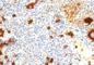 CD15 antibody, V7093IHC-7ML, NSJ Bioreagents, Immunohistochemistry frozen image 