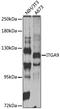 Integrin Subunit Alpha 9 antibody, LS-C749020, Lifespan Biosciences, Western Blot image 