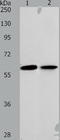 ATP Binding Cassette Subfamily E Member 1 antibody, TA323291, Origene, Western Blot image 