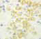 Fatty Acid Binding Protein 2 antibody, orb27670, Biorbyt, Immunohistochemistry paraffin image 