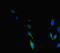 Telomeric Repeat Binding Factor 2 antibody, LS-C679781, Lifespan Biosciences, Immunofluorescence image 