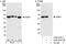 G3BP Stress Granule Assembly Factor 1 antibody, A302-034A, Bethyl Labs, Immunoprecipitation image 