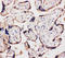 Cellular Communication Network Factor 4 antibody, LS-C313208, Lifespan Biosciences, Immunohistochemistry paraffin image 
