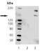Phospholipase C-gamma-1 antibody, ADI-905-758-100, Enzo Life Sciences, Western Blot image 
