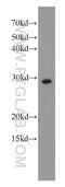 60S ribosomal protein L7 antibody, 14583-1-AP, Proteintech Group, Western Blot image 