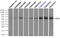 EDL antibody, TA501015, Origene, Immunoprecipitation image 
