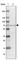 Zinc Finger Protein 432 antibody, HPA060274, Atlas Antibodies, Western Blot image 