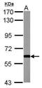 Growth Differentiation Factor 10 antibody, PA5-31085, Invitrogen Antibodies, Western Blot image 